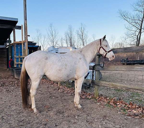 papers-in-hand-appaloosa-horse