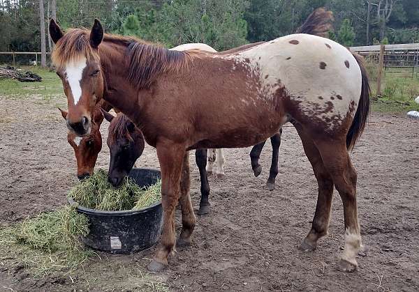 ranch-western-appaloosa-horse
