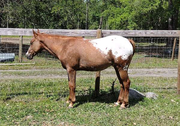 blanket-horse