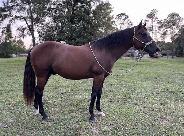 trail-trained-morgan-quarter-horse