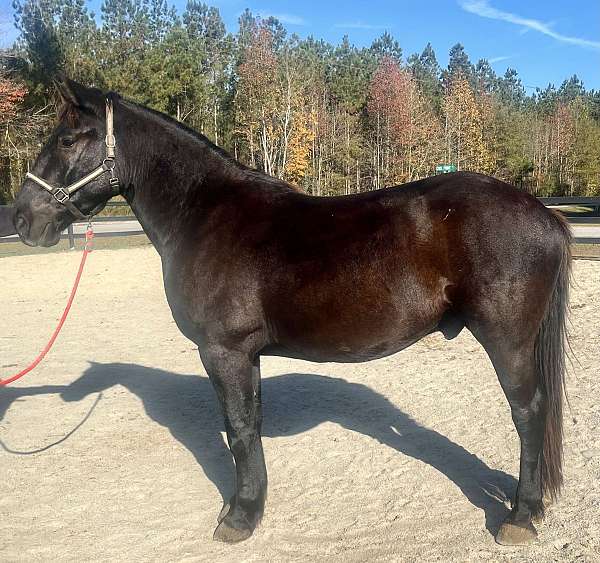 black-draft-gelding