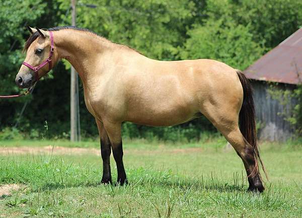 buckskin-aspc-pony