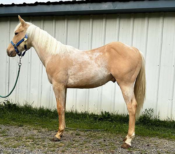 palomino-roan-athletic-horse