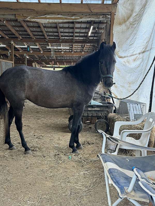 halter-working-paso-fino-horse