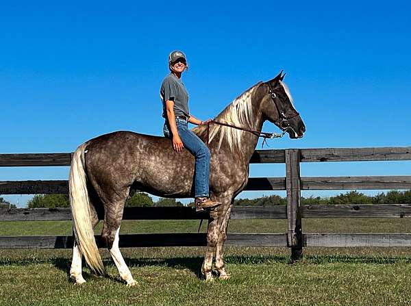 smooth-gaited-tennessee-walking-horse