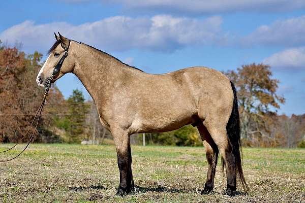 smooth-gaited-tennessee-walking-pony