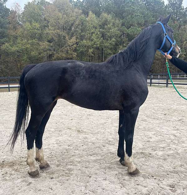 black-dutch-warmblood-mare