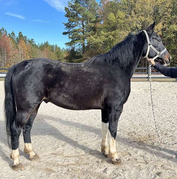 black-quarter-horse-gelding