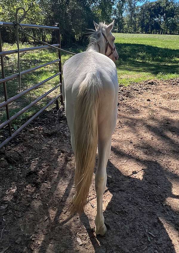 paint-paso-fino-horse-for-sale