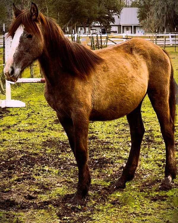 aged-percheron-horse