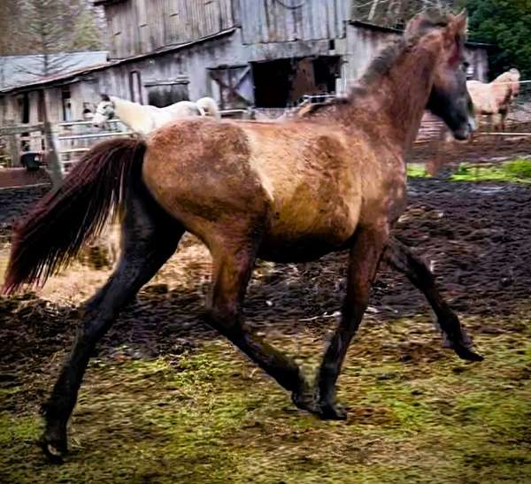 beauty-percheron-horse