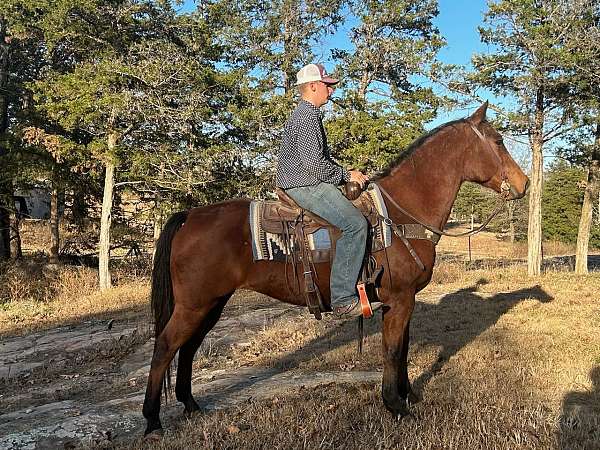 flashy-quarter-horse