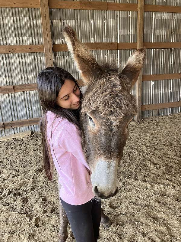 natural-horsemanship-training-donkey