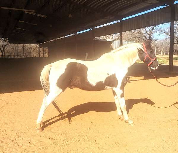 black-tobiano-spotted-saddle-horse