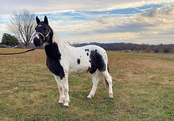 black-tobiano-horse