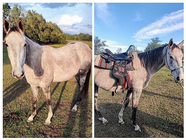 grey-quarter-horse-gelding