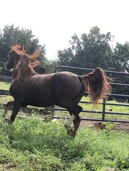 beautiful-buckskin-morgan-horse