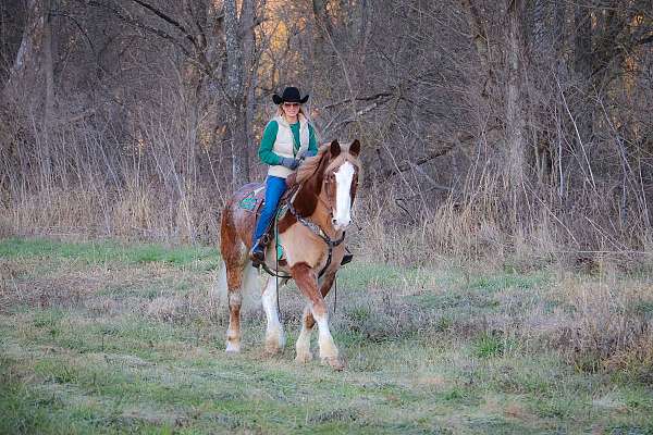 roan-working-equitation-horse