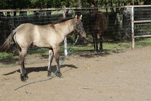 grulla-shoulder-barring-horse