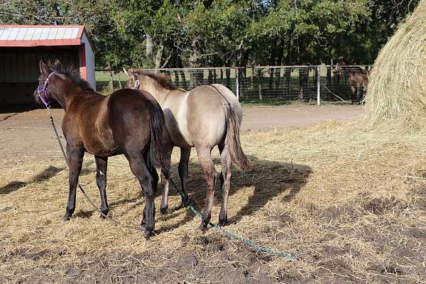 jaz-ranch-quarter-horse