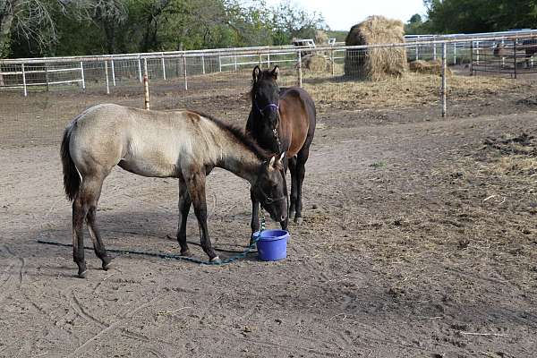 current-coggins-test-filly