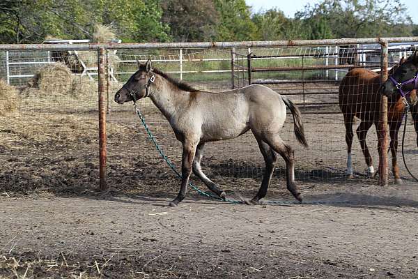 dorsal-filly