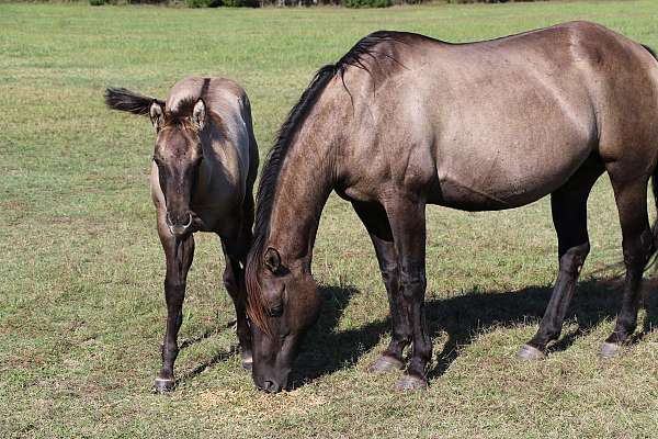 dorsal-stripe-filly