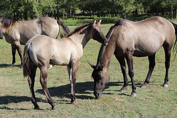 fun-to-ride-filly