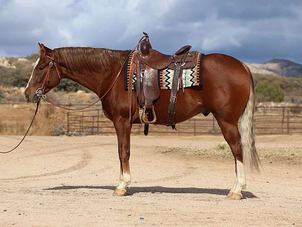 aqha-reining-stallion