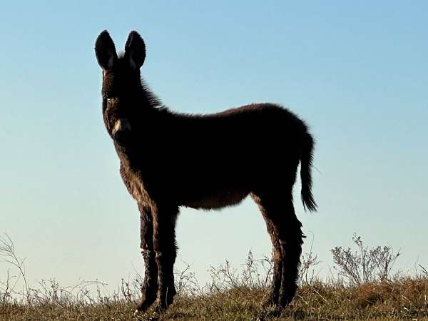 burro-filly