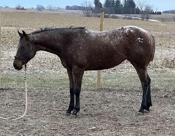 bay-spots-over-hips-horse