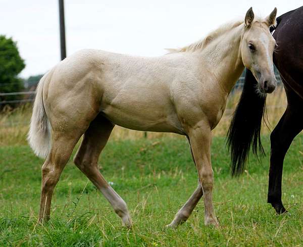 working-cow-paint-palomino-horse
