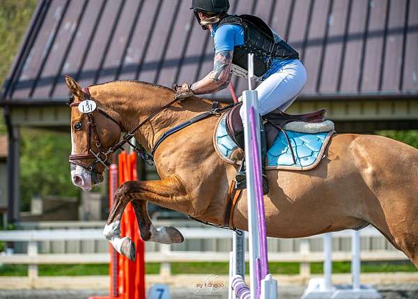 buckskin-stripe-three-white-socks-horse