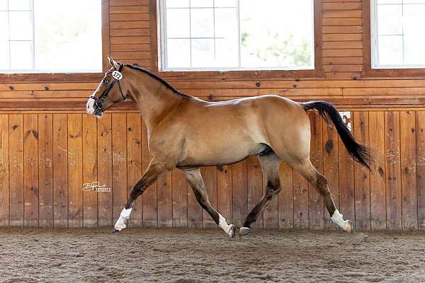 blue-warmblood-horse