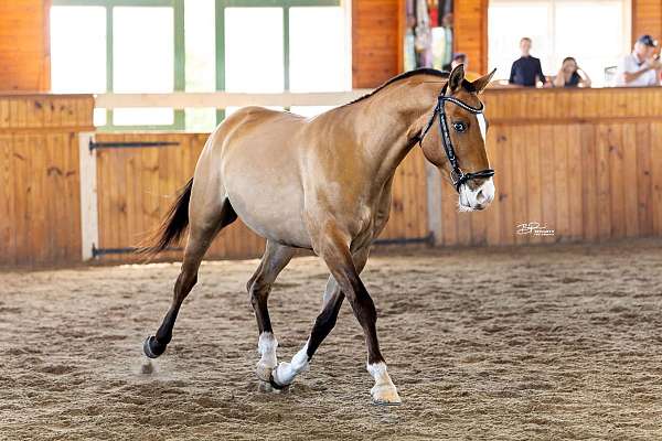 buckskin-stripe-three-white-socks-horse