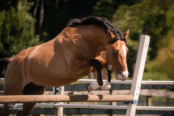 gelded-warmblood-horse