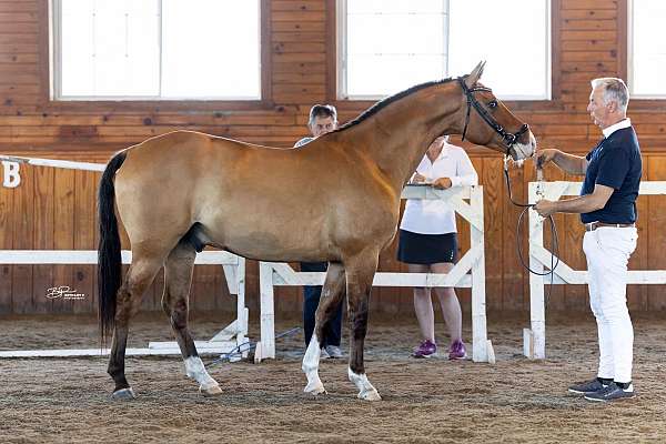 four-year-old-colt