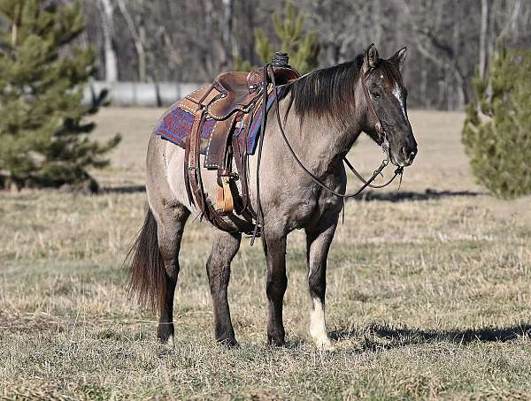 grulla-trail-class-competition-pony