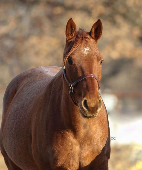 red-roan-roan-western-dressage-horse
