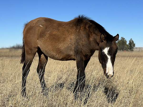 quarter-horse-filly