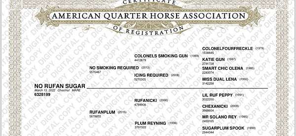 athletic-quarter-horse