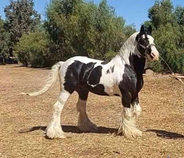 gypsy-vanner-stallion
