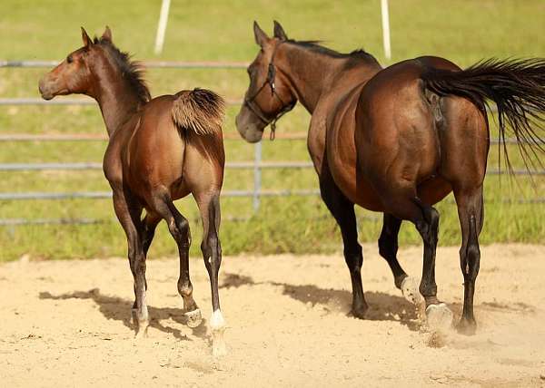 aqha-quarter-horse-colt-weanling