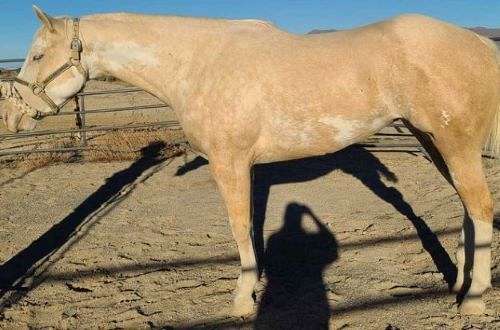 palomino-all-around-blue-eyed-horse