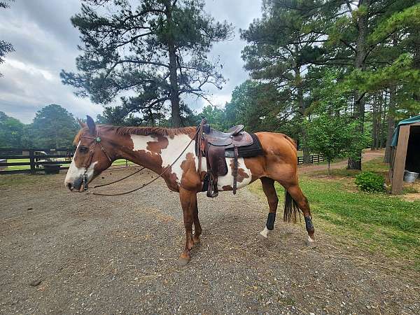 rescue-paint-horse