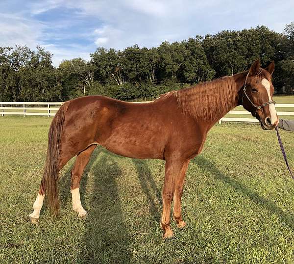 broodmare-prospect-saddlebred-horse