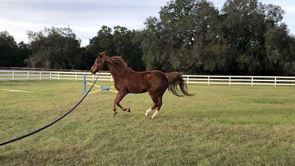 competitive-trail-saddlebred-horse