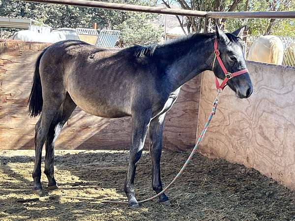 all-around-andalusian-horse