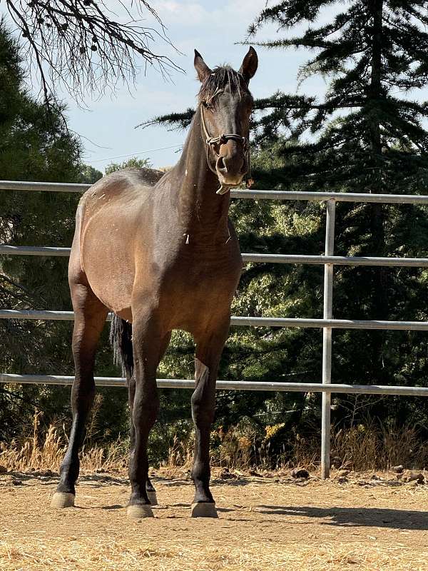 buckskin-overo-andalusian-colt