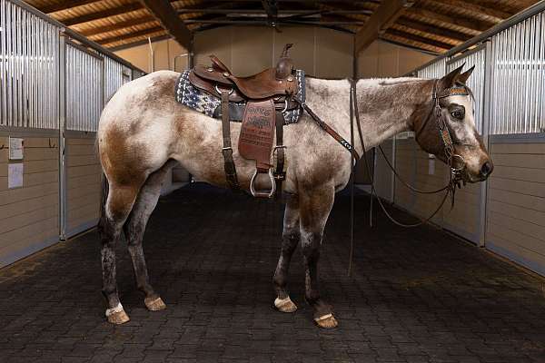 competed-appaloosa-horse
